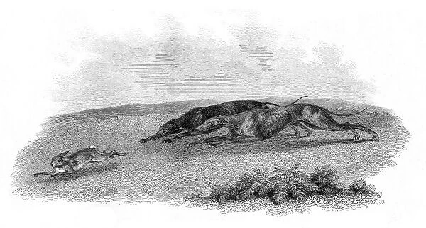 Greyhounds hunting hare engraving 1812