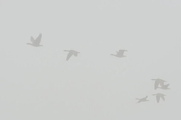 Greylag Geese -Anser anser- in the fog, Brandenburg, Germany