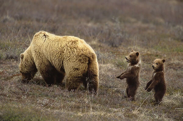 Grizzly bear (Ursus arctos) in field with two cubs