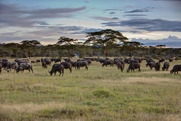 Group of buffalo -Syncerus caffer-, Lake Nakuru National Park, Kenya, East Africa, Africa, PublicGround
