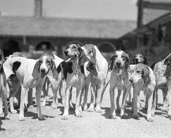 Group Of Six Hounds Facing The Camera Dogs From Th