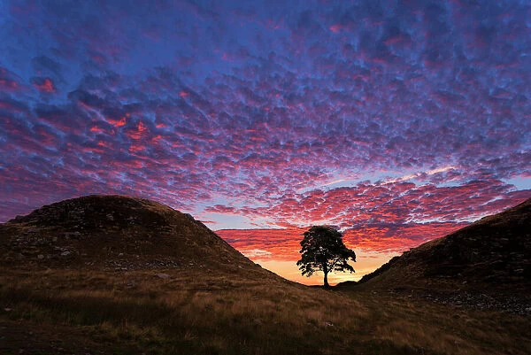 Hadrians Wall Sycamore Gap Tree. Northumberland. UK