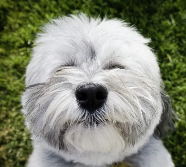 Havanese dog