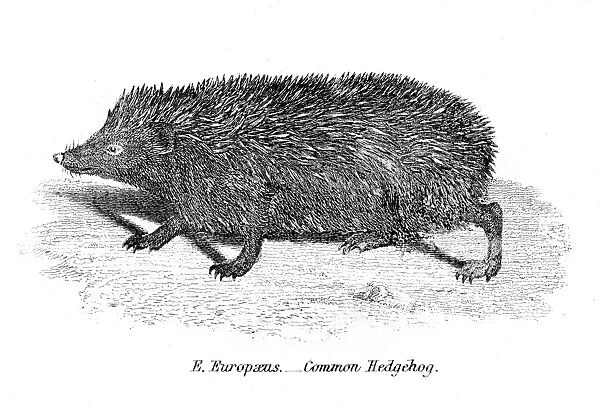 Hedgehog engraving 1803