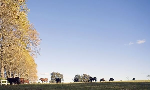 Herd of Cattle in Field