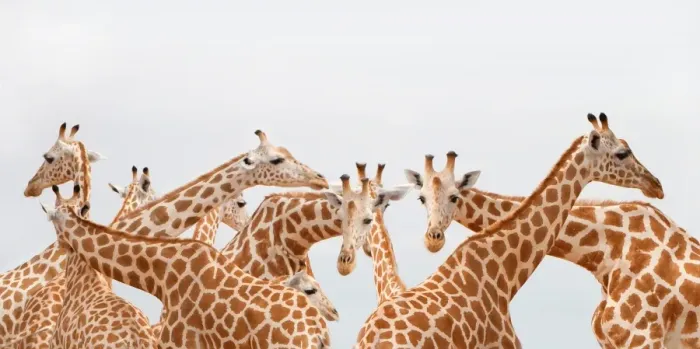 Framed Print : Herd of Giraffe Print Framed Print : Herd of Giraffe Print