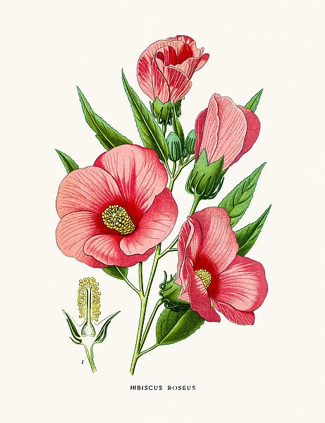 Hibiscus Rose flower