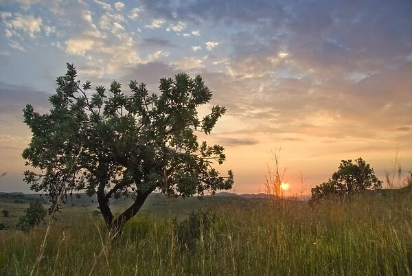 Highveld sunrise with protea tree in foreground, Lion and Rhino Park, Cradle of Humankind, Gauteng Province, South Africa