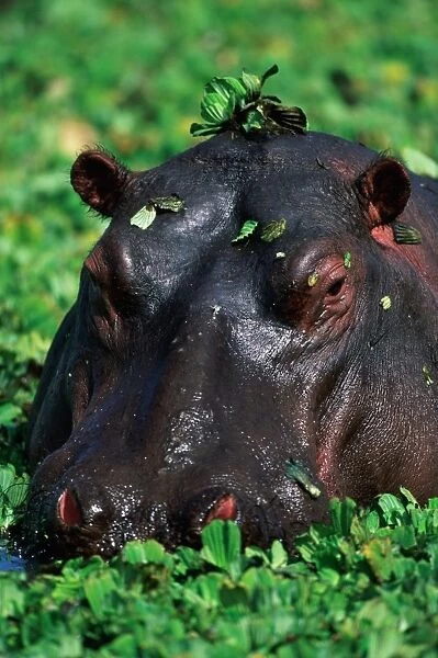Hippopotamus surrounded by green leaves in pond, close-up