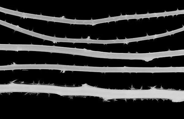 Five horizontal plant stems with thorns, X-ray