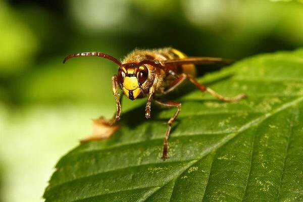 Hornet -Vespa crabro- resting on a leaf, Limburg, Hesse, Germany, Europe
