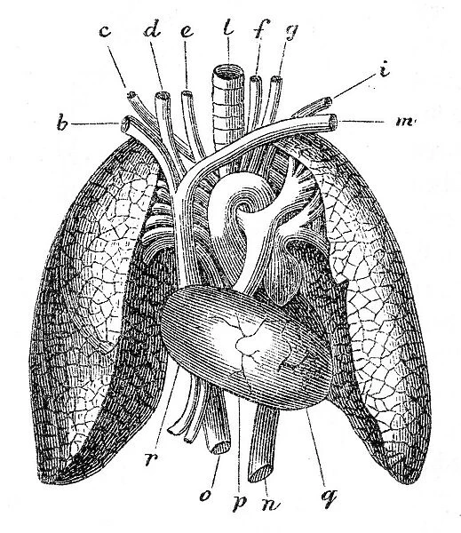 Human lungs engraving 1872