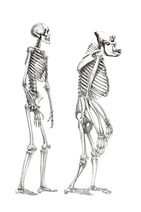 Framed Print : Human Skeleton and Monkey Print