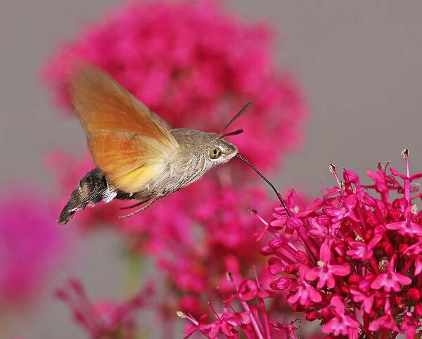Hummingbird Hawk-Moth (Macroglossum stellatarum)