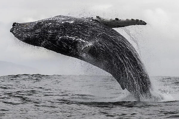 Humpback whale breaching off the coast of Langebaan, South Africa