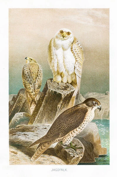 Hunting falcon engraving 1892