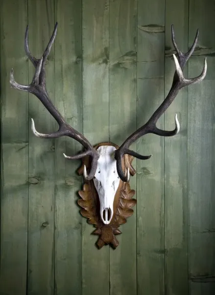 Hunting trophy, 14-point-antlers, mounted red deer antlers on a wooden wall