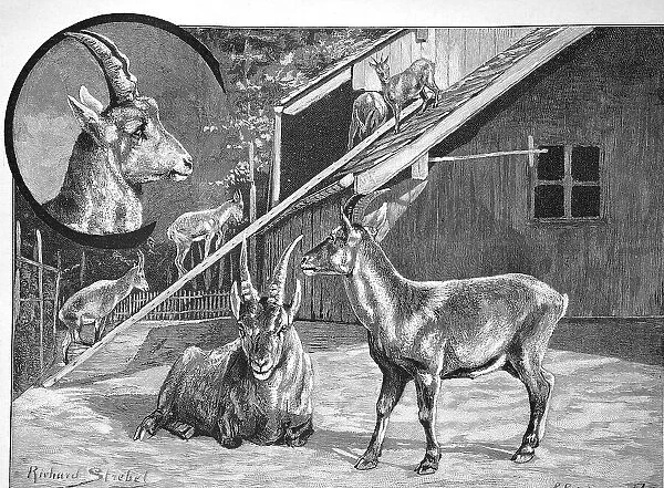 Ibex, Ibexes in the Zurich Game Park, Switzerland, Historical, digital reproduction of an original from the 19th century