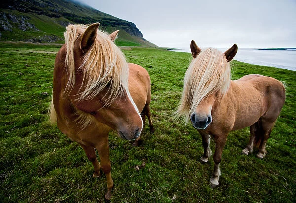 Iceland - Lon Valley: Eastfjord Ponies