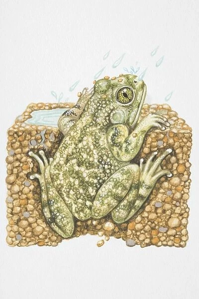 Illustration, American Spadefoot Toad (Scaphiopus sp. ) peeking out from burrow in the rain, rear view