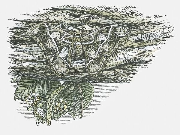 Illustration of Atlas moth (Attacus atlas) camouflaged against tree bark