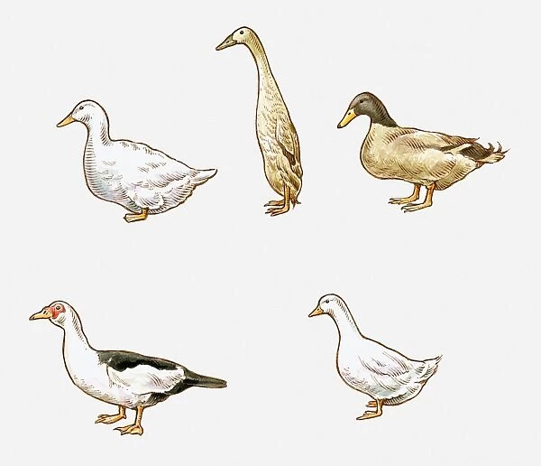 Illustration of Aylesbury, Indian Runner, Khaki Campbell, Pekin, and Muscovy ducks