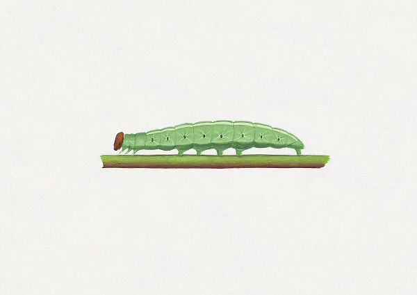 Illustration of Brazilian Skipper (Calpodes ethlius) caterpillar on green stem
