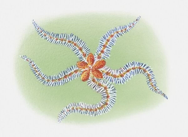 Illustration of Brittle star (Ophiuroid)