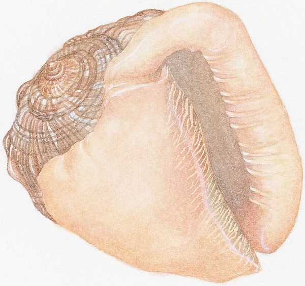 Illustration of Bullmouth Helmet (cypraecassis rufa), empty shell showing aperture or opening