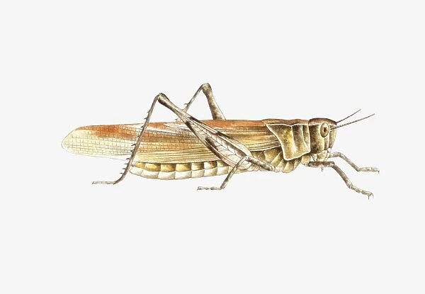 Illustration of Bush Cricket (Tettigonia viridissima)