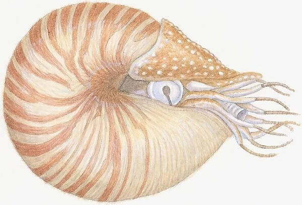 Illustration of Chambered Nautilus (Nautilus pompilius), mollusc with striped brown shell, primitive eye, siphon and wispy tentacles