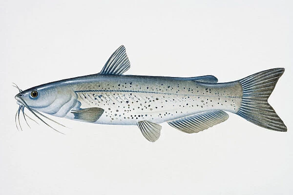 Illustration of Channel catfish (Ictalurus punctatus), North American freshwater fish