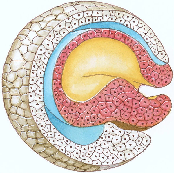 Illustration of cross-section of embryo forming the blastophore