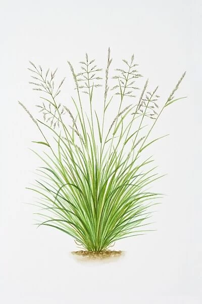 Illustration of Deschampsia Caespitosa (Tussock grass)