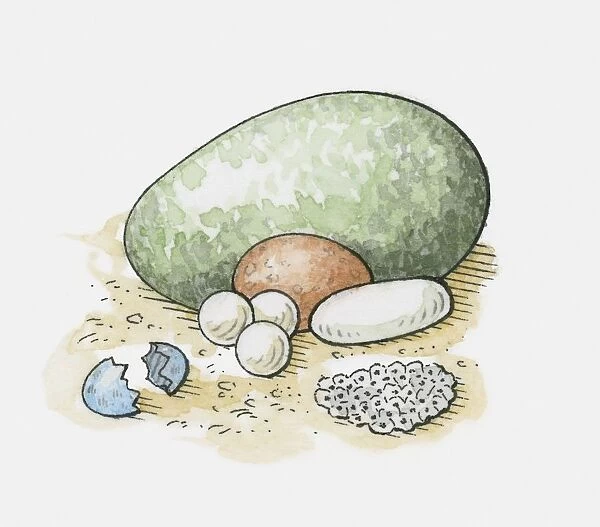 Illustration of different types of animal eggs. Available as Framed Prints,  Photos, Wall Art and other products #13548095