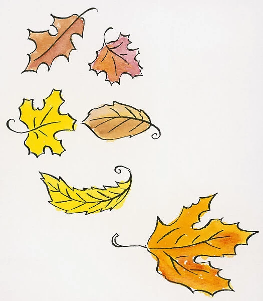 Illustration of falling autumn leaves of various shapes and sizes