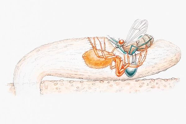 Illustration of a female purse-web spider (Atypidae) dragging an insect from trap into underground burrow