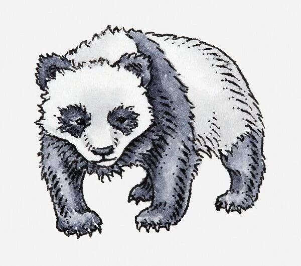 Illustration of Giant Panda (Ailuropoda melanoleuca)