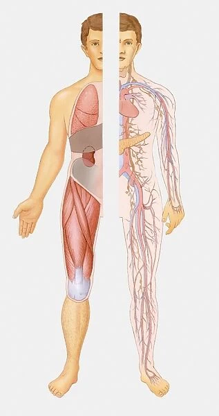 Illustration of internal systems of human body