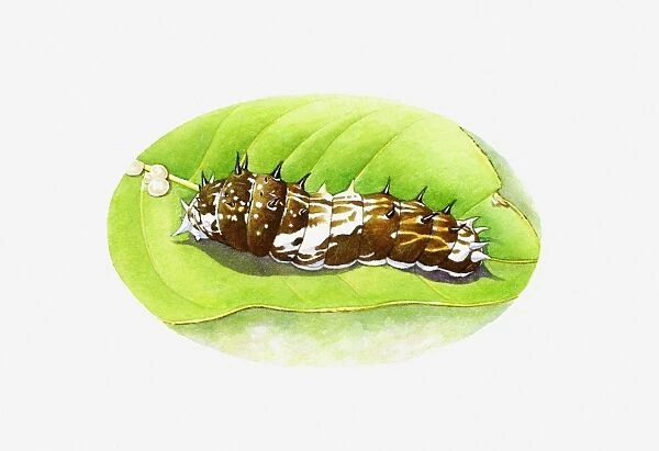 Illustration of King Swallowtail butterfly (Papilio thoas) brown and white caterpillar on green leaf