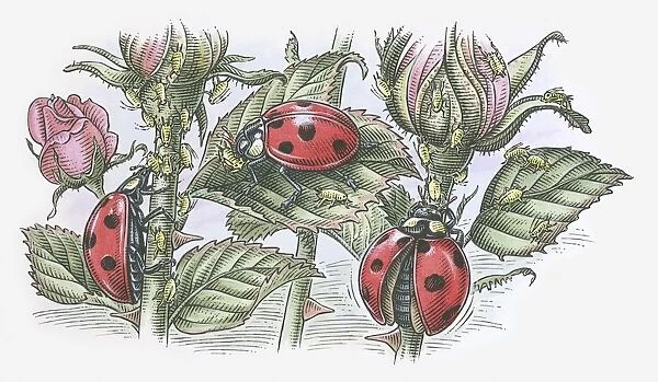 Illustration of Ladybirds feeding on aphids