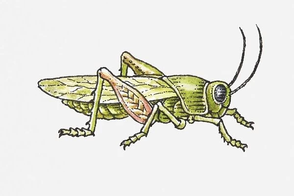 Illustration of a locust, side view