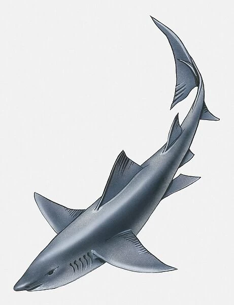 Illustration of Longfin Mako Shark (Isurus paucus)