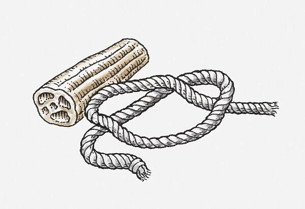 Illustration of loofah and rope