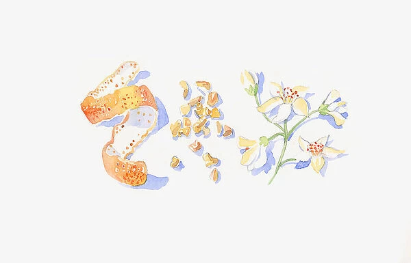 Illustration of mandarin orange peel, frankincense and neroli stem with flowers and bud