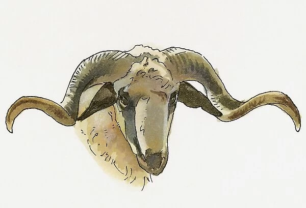 Illustration of Mouflon (Ovis orientalis orientalis), wild sheep ram found in Anatolia