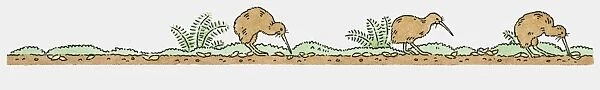 Illustration of North Island Brown Kiwi feeding