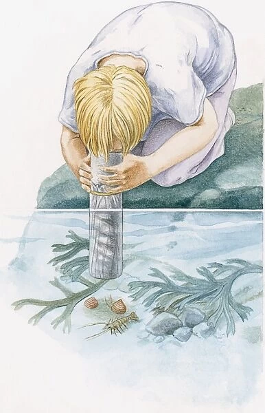 Illustration of of boy kneeling on rock looking through underwater viewer at shrimp and snails on seabed