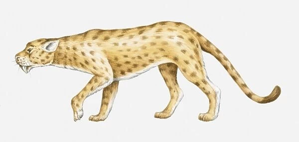 Illustration of an Oligocene Sabre-toothed cat (Hoplophoneus sp. ), side view
