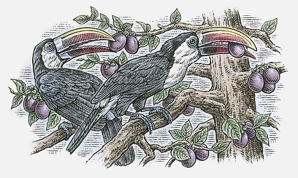 Illustration of pair of White-throated Toucan (Ramphastos tucanus) perching on branch feeding on fru